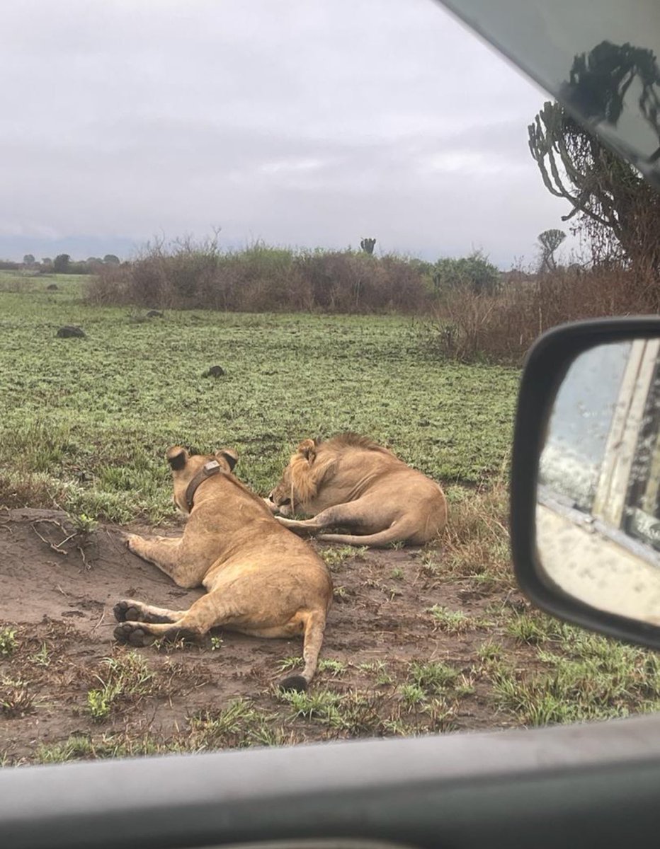 Queen Elizabeth National Park. Getting up close and personal with these two magnificent lions - a male and a female. #africansafari #ugandawildlife #QueenElizabethNationalPark #WildlifeSafari

For Booking 

Tel: +256785575165
Email: info@turkanawildlifesafaris.com