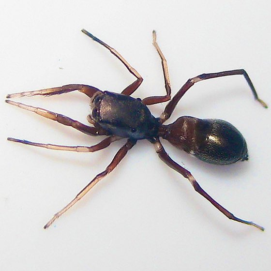 Hola bichodatera, no es una hormiga, es una araña saltarina, posiblemente Peckhamia americana, en la familia Salticidae. Muchos insectos y arañas imitan la apariencia de hormigas como mecanismo defensivo, y este bicho es un ejemplo de ello. 📸: John Maxwell.