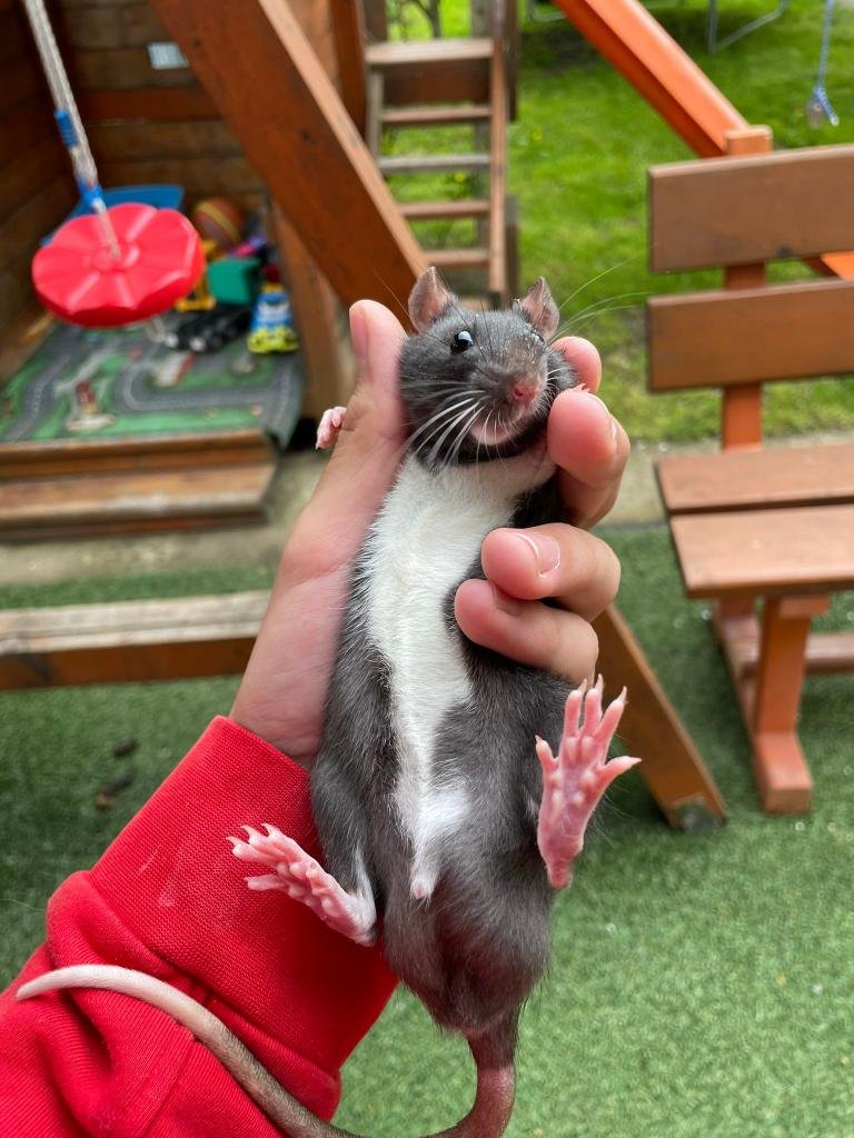 Rat Toes Rats As Pets PDSA