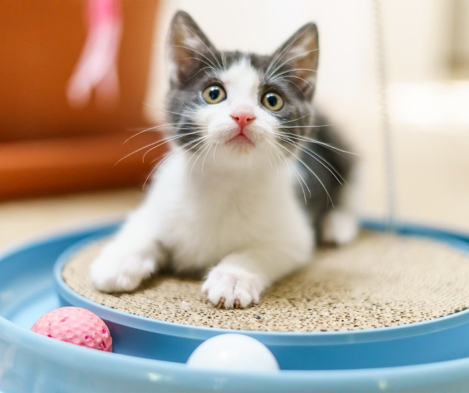 One older cat — who should, by definition, be cranky and stubborn — went out of his way to help a kitten, and it's the most adorable favor ever. ❤️ 🐾

Check out the sweet clip: paradepets.com/pet-news/cat-r…

#adoptdontshop #boyntonbeach #cats #dogs #pets #petsitter #catsitter