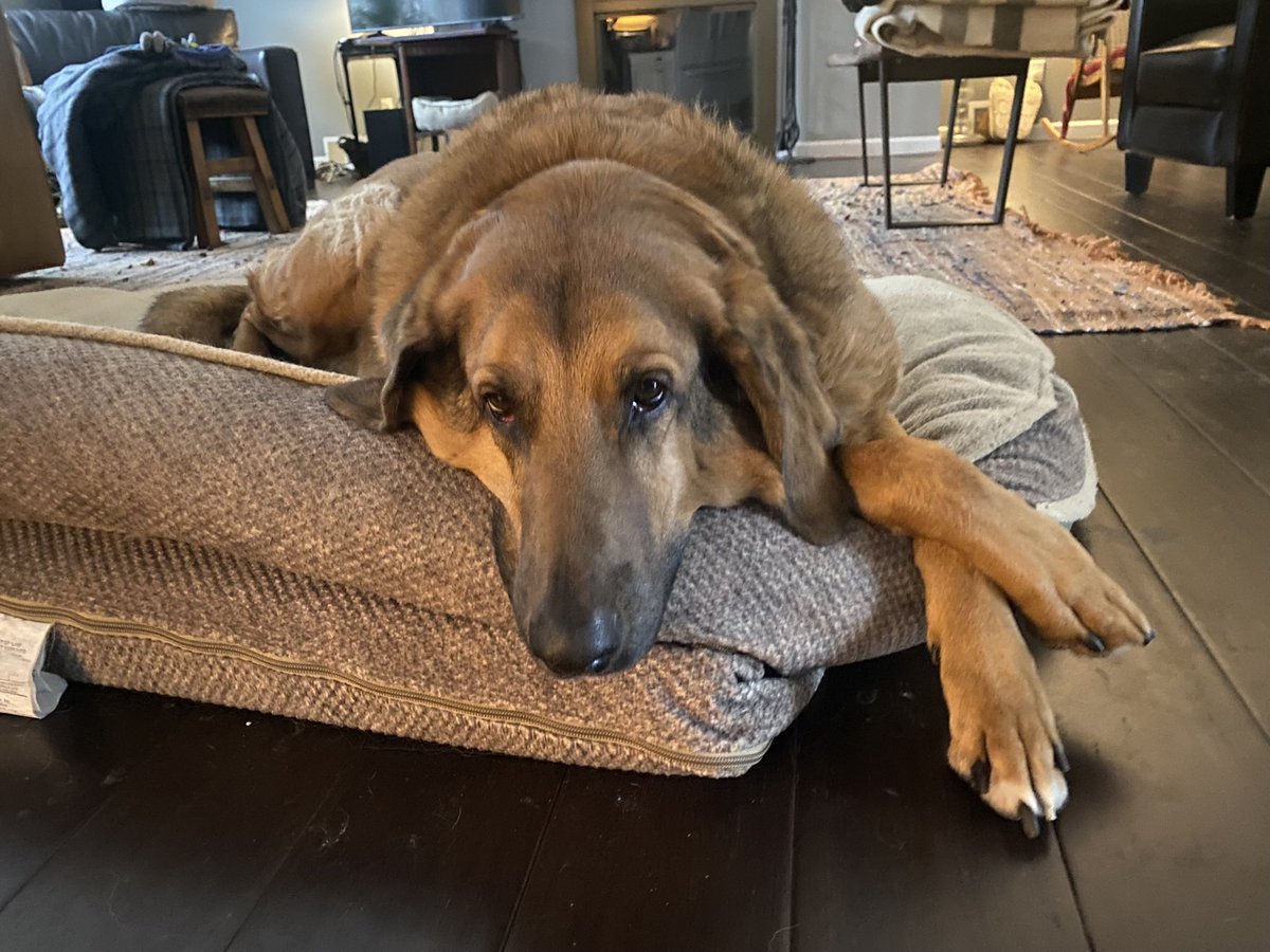 @SassyKadiK Redbone Coonhound/Rhodesian Ridgeback mix, and a rescue. Not sure who was rescued, him or me. 

Bestest, most handsome boy ever.