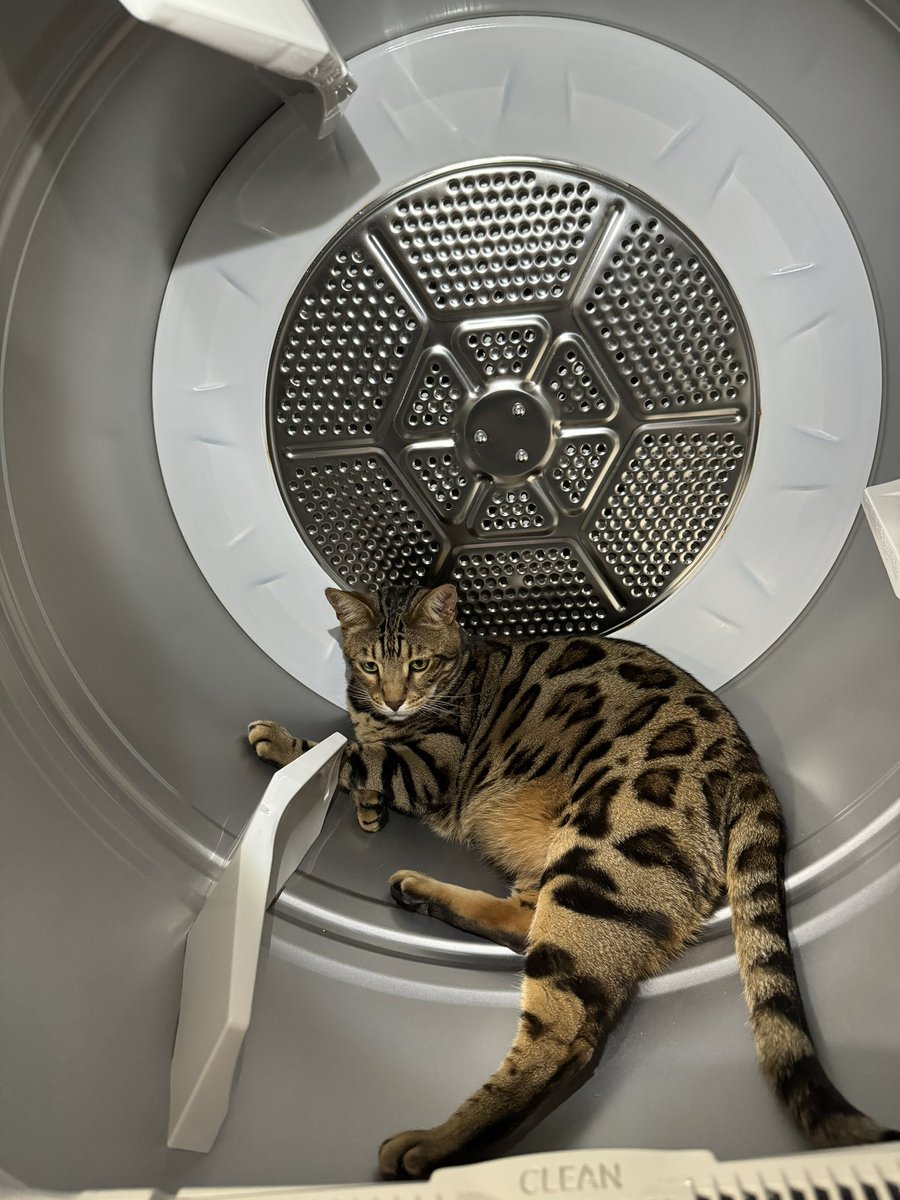 This big boy loves laundry day. The second I open the dryer door to get the clean laundry out and folded, he is inside. For him it is just a big warm box. Trying to get him out is no easy task. 😹😹😹😹😹😹😹