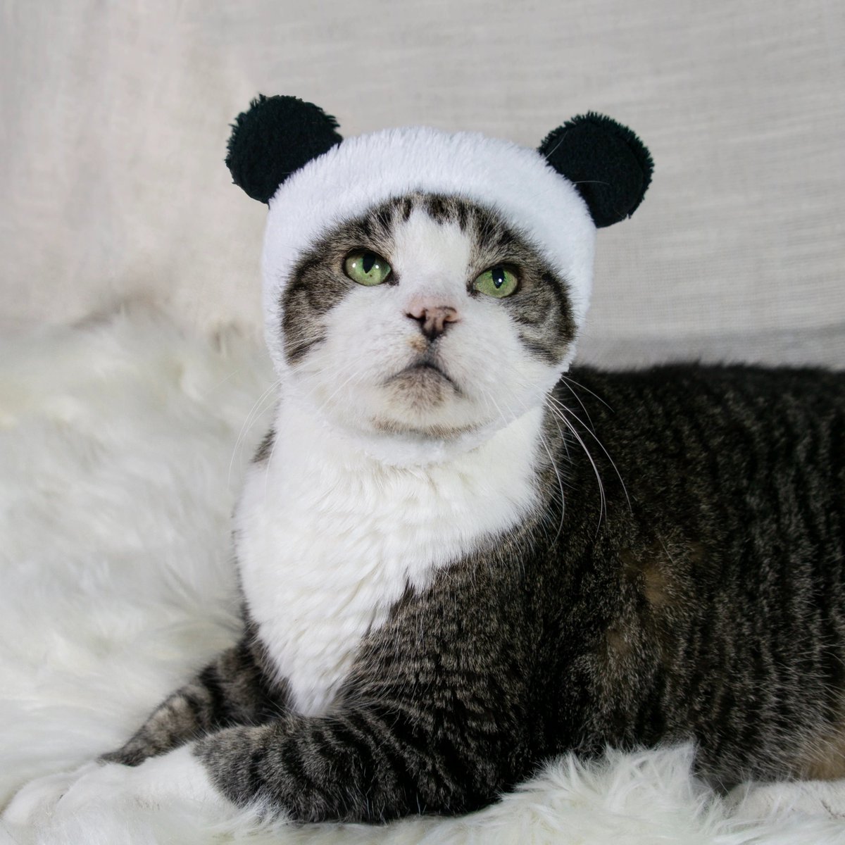 $PK 这只猫头上戴着一顶熊猫帽子英语