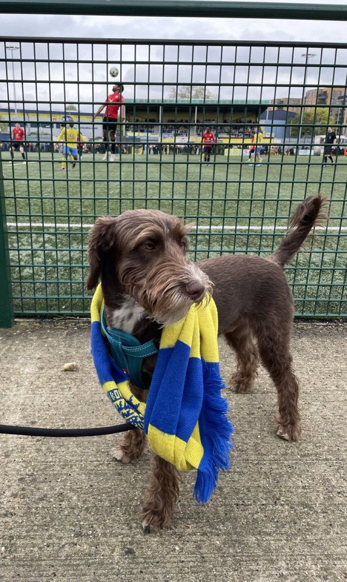 Bosco makes his debut at @HaringeyBoroFC v @LewesFCMen Welcome to the pack, Bosco, hope to see more of you next season 🐕 📸@MarcoHBFC