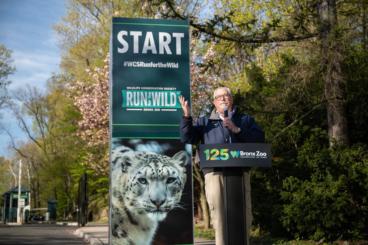 At a run dedicated to #snowleopards, @JimBreheny welcomed more than 5K at the WCS Run for the Wild sponsored by @MontefioreNYC at the @BronxZoo. Over the last 16 years of the event, more than 80,000 have raised awareness and funds for wildlife.  bit.ly/4beJaFs