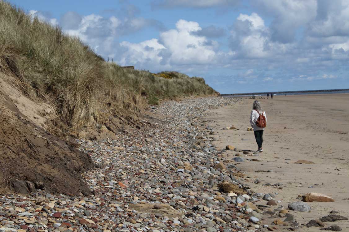 Saturday, 27 April 2024. Great to get to the coast for a beached bird survey with Linda at Druridge Bay, Northumberland. Found razorbill remains (repeated from an earlier month). Live birds during trip included spring arrivals: sandwich tern, swallow, blackcap and willow warbler.