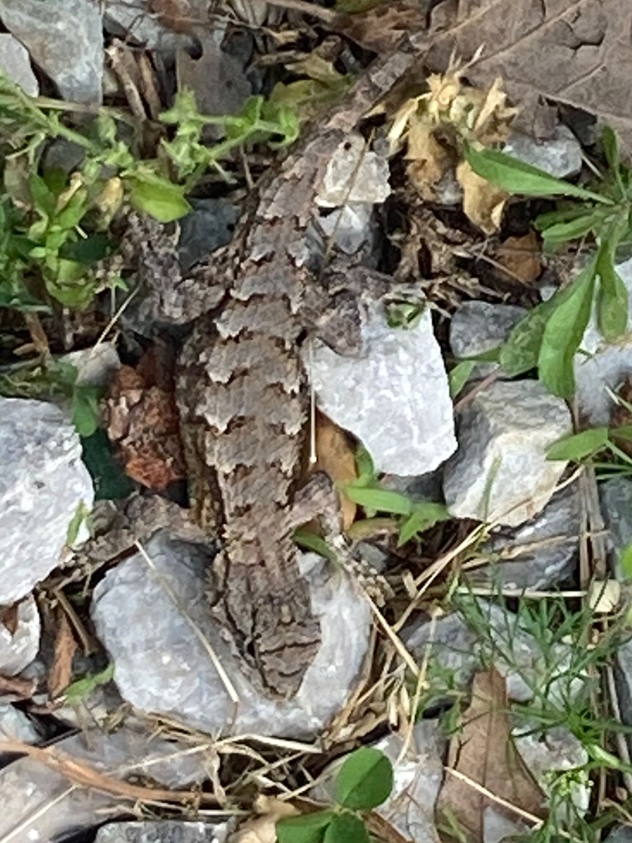 My lot lizard buddy. This guy has made a home at one of my concrete wheel chocks that I use for my log trailer. He’s there every time I pull chocks. I don’t move ‘his’ block far. And sure enough he’s there when I get back.