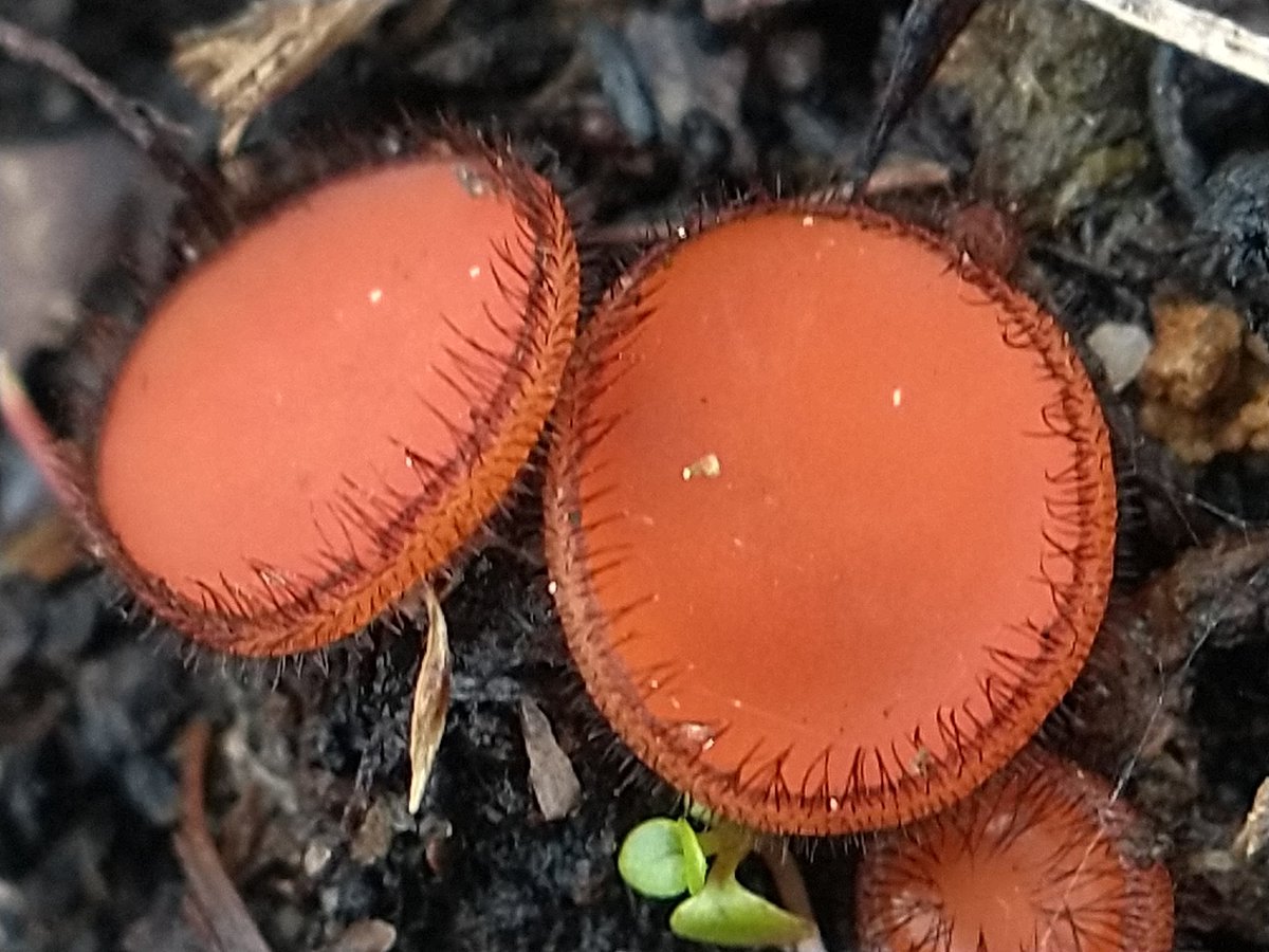 You looking at me? 😊 Another patch of eyelash fungi found today #fungioftheday #fungi #macro #mycology #thephotohour #SaturdayMorning