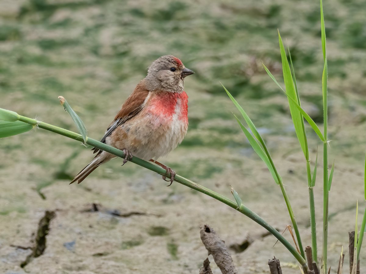Saturday highlights from @RSPBTitchwell included Black Redstart, Short-eared Owl, Spoonbill and Bearded Tit. One of our regular breeding birds found around the reserve is the colourful Linnet. 📸 Linnet (male) 📸📸 Cliff Gilbert