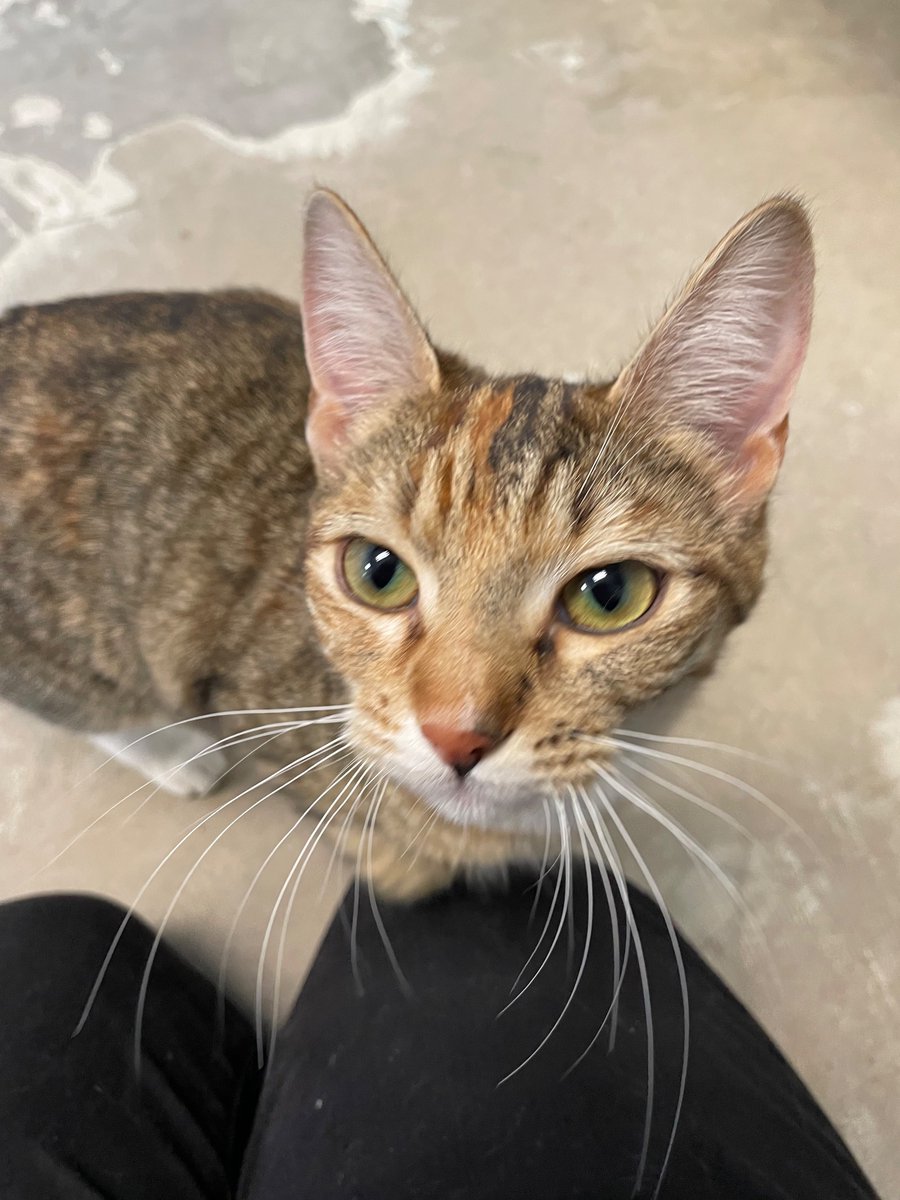 RageBled's tweet photo. I have been chosen!!
 @YakHumane I can’t thank you guys enough for bringing this sweet baby into my life and forever into my heart ♥️ https://t.co/tiBoCpFPab