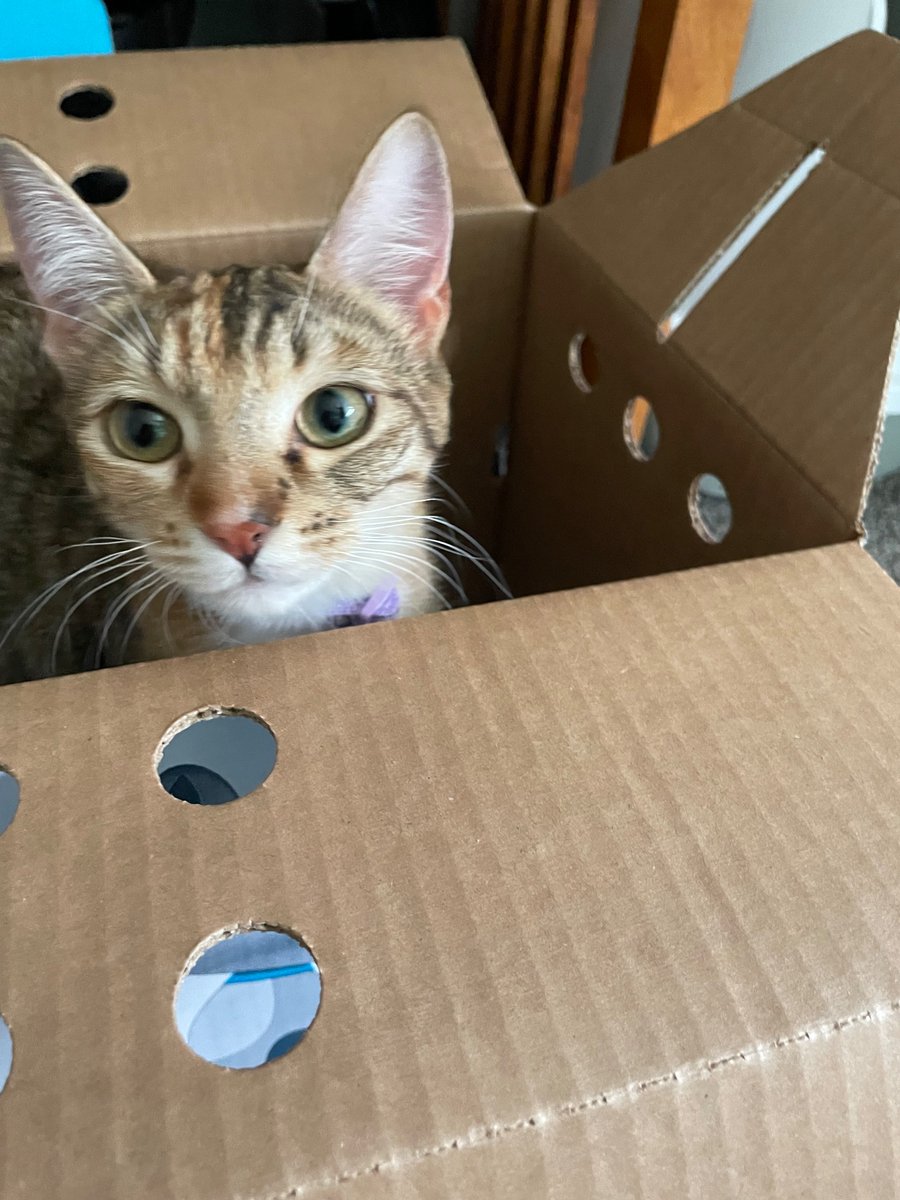 RageBled's tweet photo. I have been chosen!!
 @YakHumane I can’t thank you guys enough for bringing this sweet baby into my life and forever into my heart ♥️ https://t.co/tiBoCpFPab