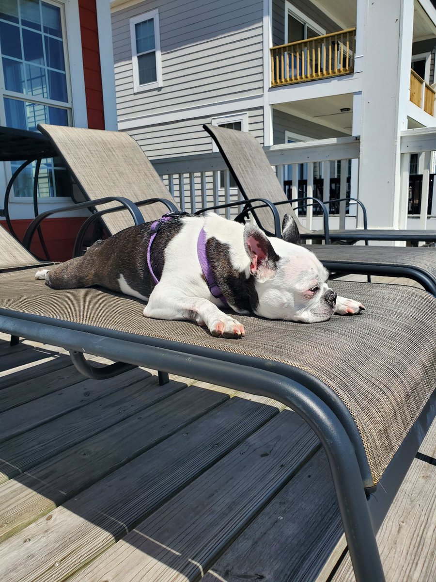 We had to put our dog, Madison, down (on a lounger). She had proven less than worthless... as a hunting dog. But tough decisions like this happen all the time (at the beach)... 🐾🏖