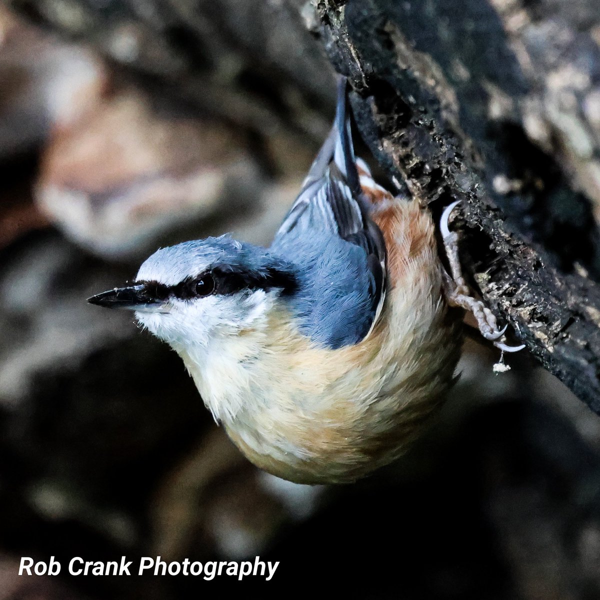 Nuthatches love showing off how flexible they are, and it's always a pleasure to see them when out & about.
#canonphotography #birdphotography  #NaturePhotograhpy #TwitterNaturePhotography #naturelovers #birds