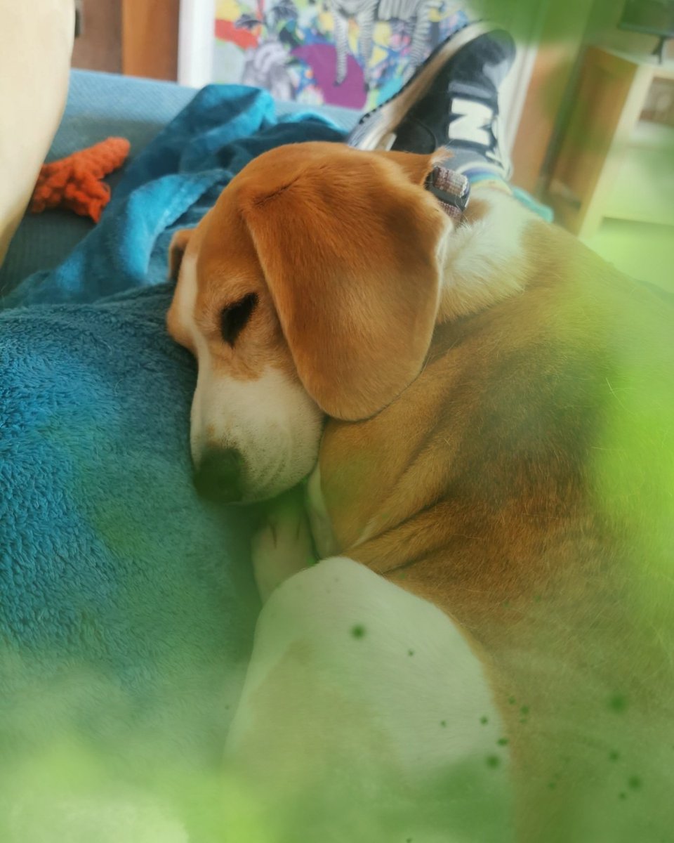 tiggtag's tweet photo. This time it's definitely the dog! 🤢

#beagle #beaglegram #beaglesofinstagram #beaglefacts #dogslife #dogstagram #dog #dogslife #dudeswithdogs #stinky #MyGirl https://t.co/y9wyJP8ePu