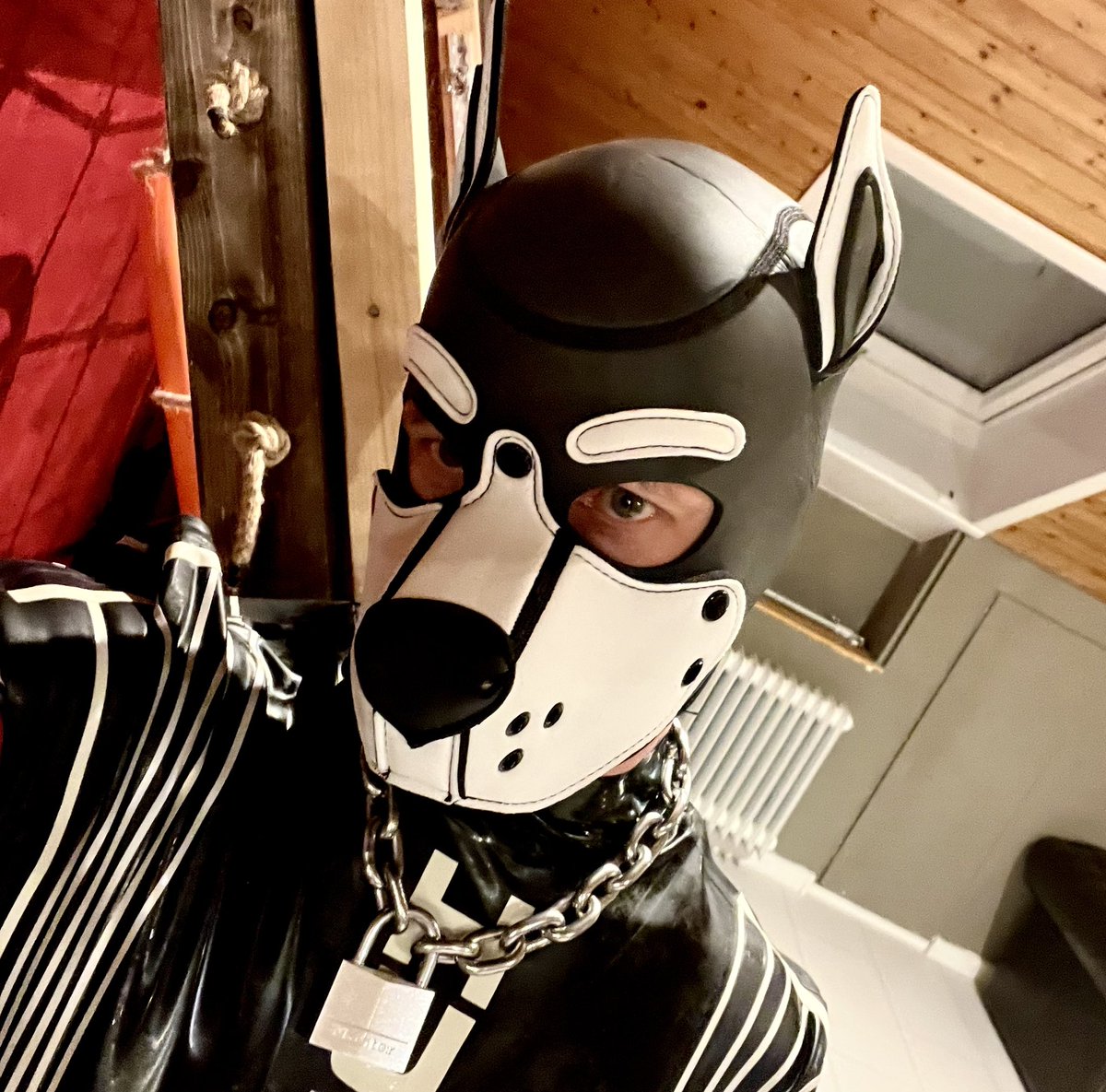 Now also available in white. Limited time offer only 🐶