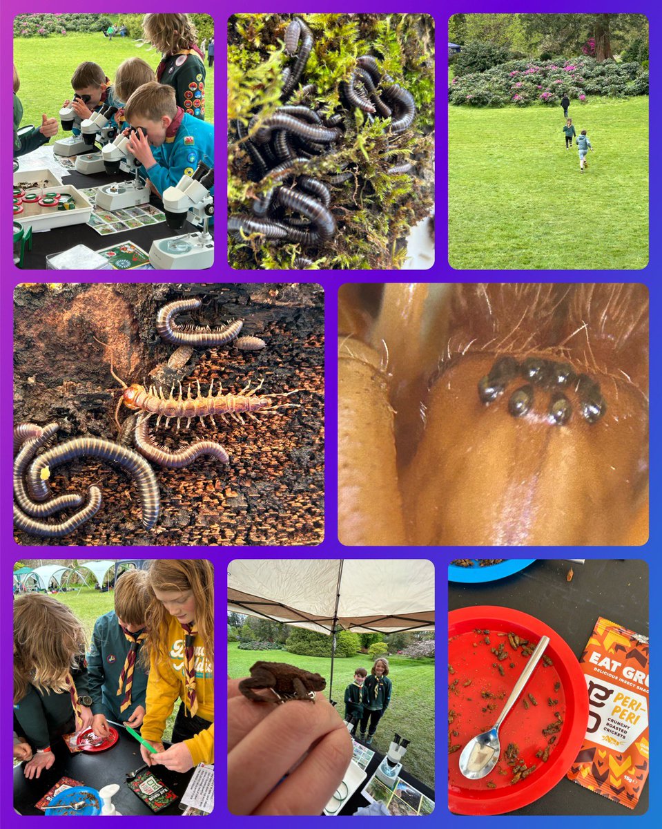 What a way to finish #WalesOutdoorLearningWeek 🐞The minibeast table was a success and the edible crickets from @eatgrubofficial were really popular. Thank you to @PembsScouts and @ThePictonCastle for having us 🐝 #outdoorlearning #gardenwildlife #entomophagy #SDGs #lifeonland
