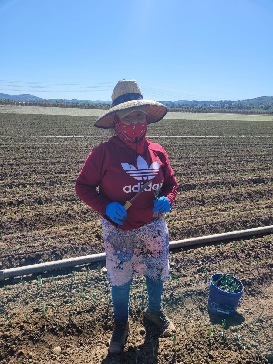 Rosa works 8-9 hours day in the vegetable fields of Moorpark CA. She trails a mechanical planter, filling in the spots where a leek plant was not planted. This means she bends up and down and walks for miles a day 5-6 days a week. #WeFeedYou