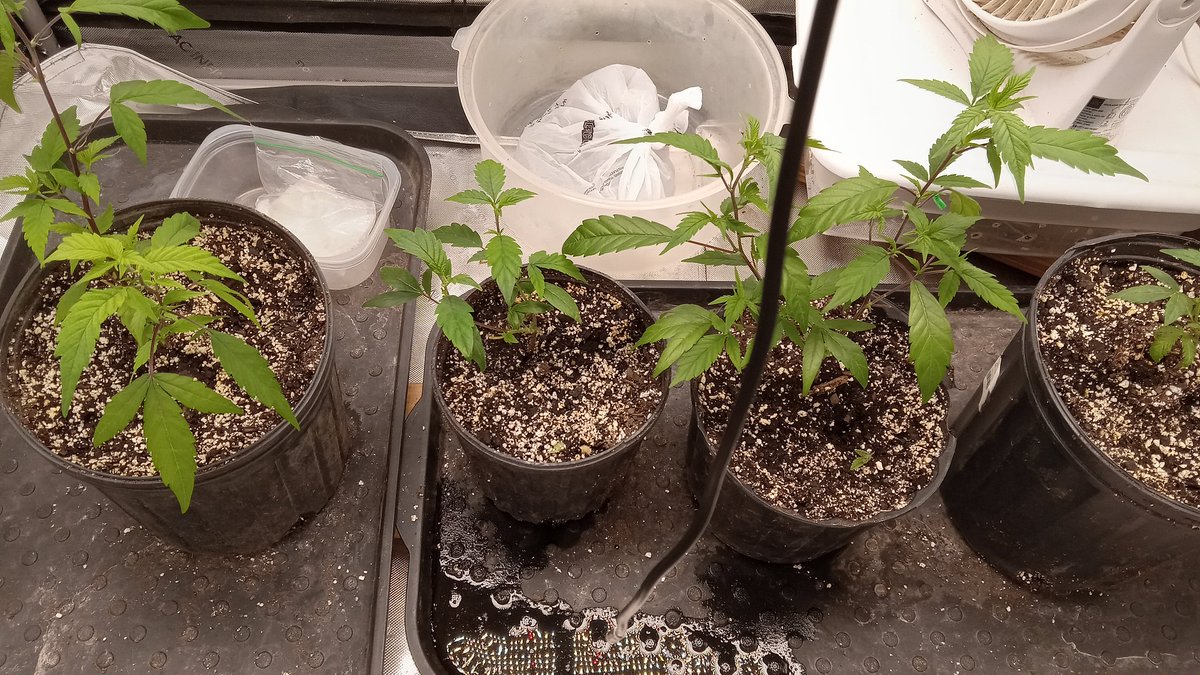 Frozen grapes clones from @InhouseGenetics... I transplanted into cheap soil (vigero) and I am having doubts/regrets...