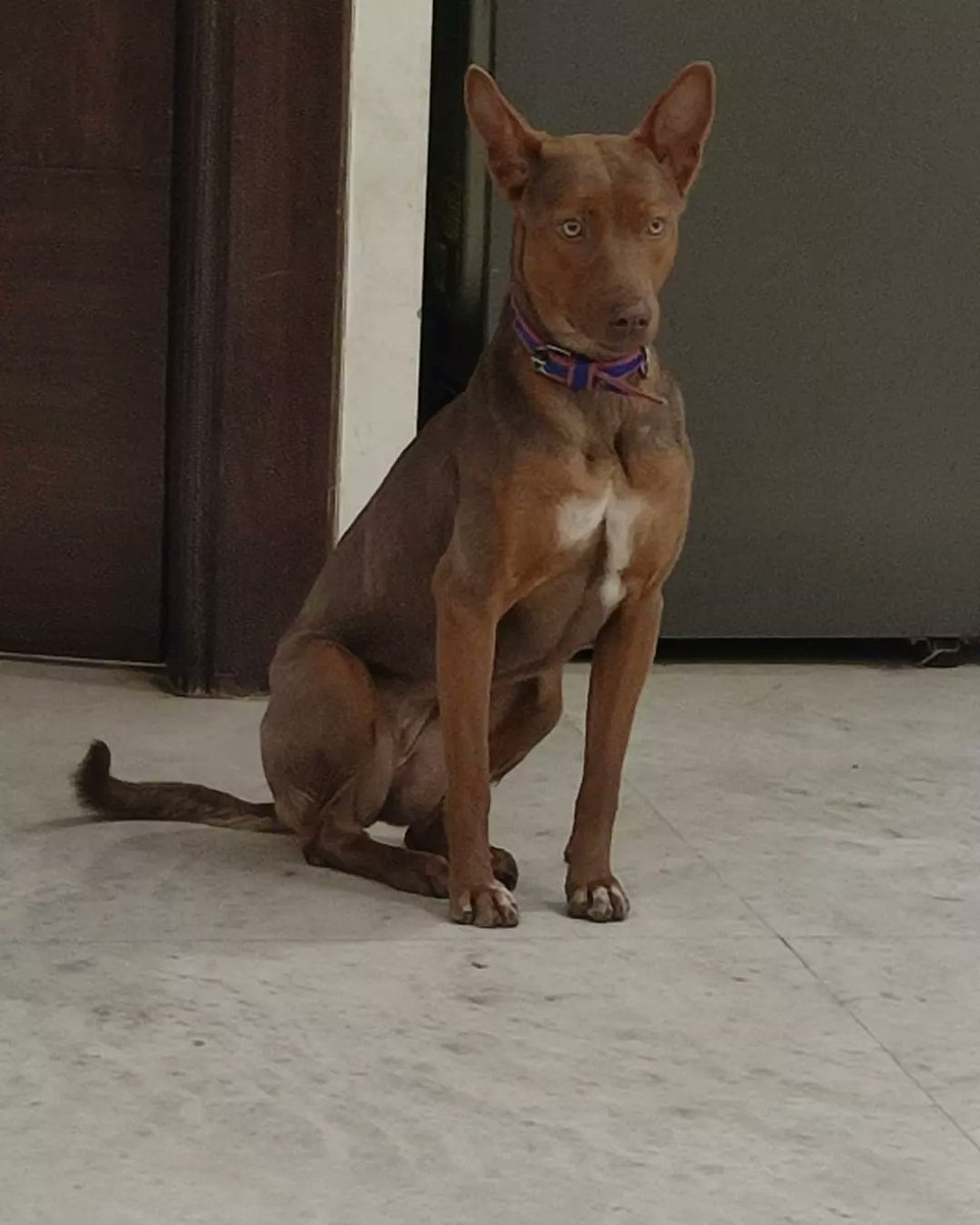 Meet to cafe &amp; Coco for adoption, 1.5yrs old
 📞 9871181792
Location - East Delhi 
Pet owner is not well and She is completely scared for the future of her pets.
Pls share this post so that as soon caring family adopt pet dogs as like their own child.