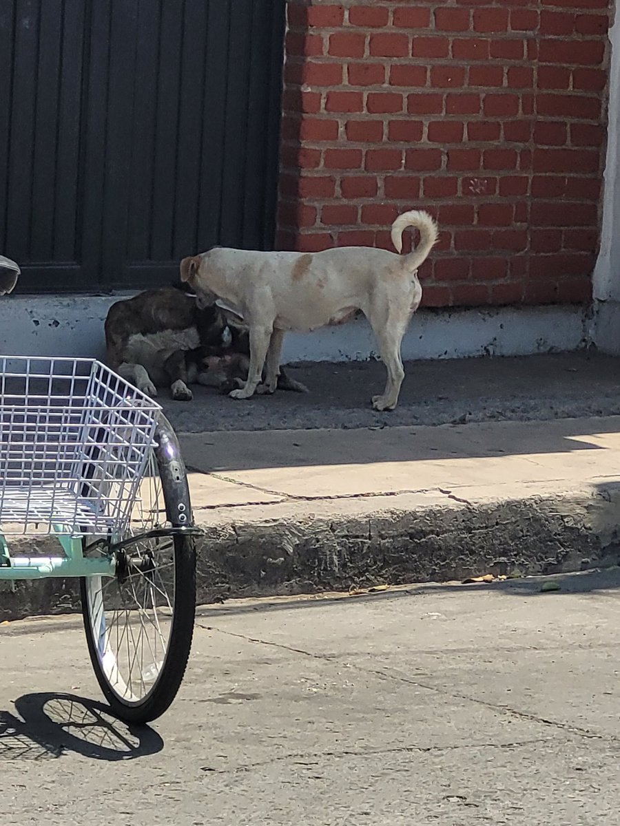 ivanhoe58's tweet photo. @PresidenciaSjr  ya llevo 2 días   haciendo reportes a control anima y no me hacen caso solo quepasa después el personal , se ha formado en el. Centro entre las calles de dan marcos están jauría de perros que son un riesgo latente, ¿están esperando hasta que muerdan para actuar? https://t.co/9K7lFWHHYE