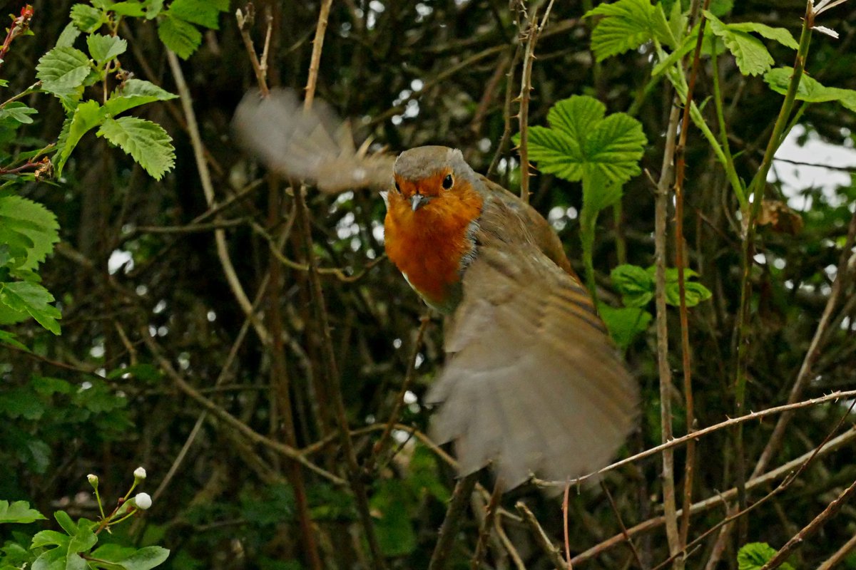 Robin, a little angel 💚