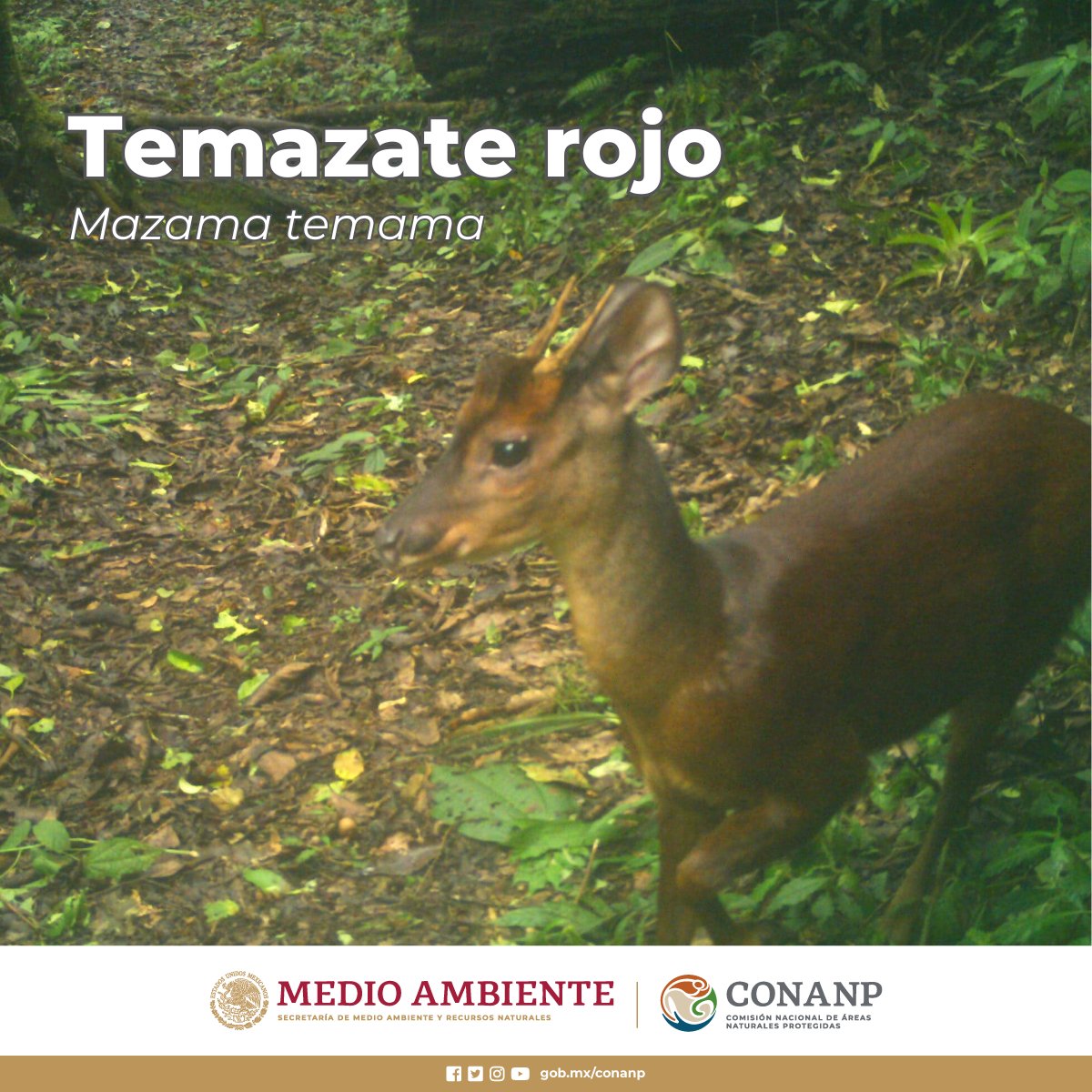 El #TemazateRojo (Mazama temama) es un venado pequeño y tierno. 🦌 Es de color café rojizo y una característica de esta especie es que las astas de los machos no están ramificadas. 🤎 Visita nuestro #VisorDeFauna ➡️ bit.ly/3uRL0Nb 🌳🌊🌿🐾