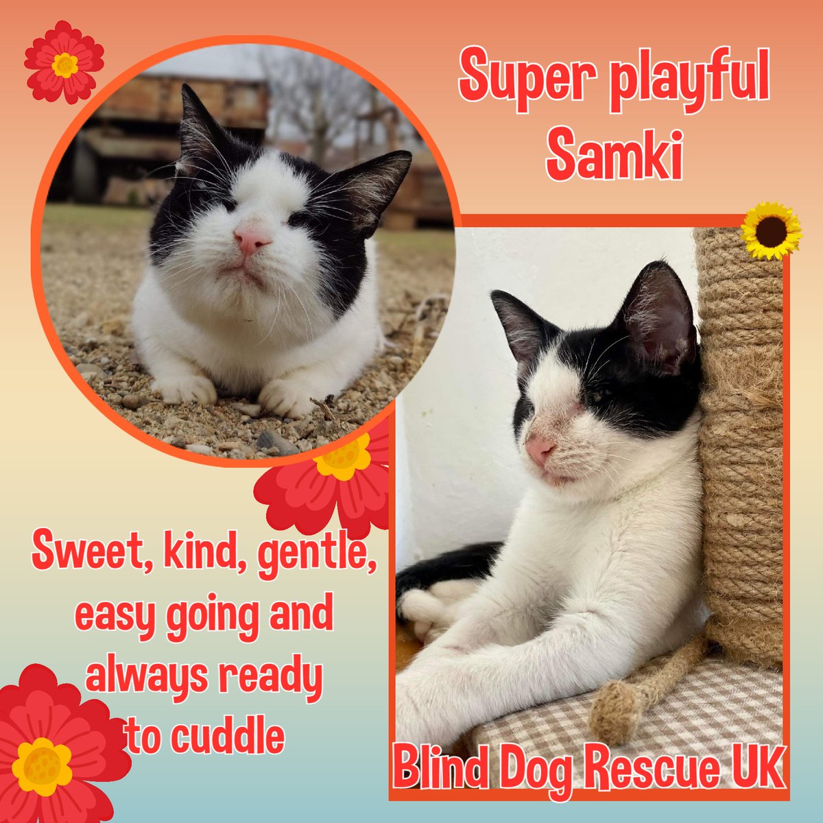 #Caturday SAMKI was born in approx May 2022 & is blind. He was found with a very bad infection in his eyes, & although he was immediately treated, the damage was so severe that he is now completely blind. He is super playful with other cats & humans, such a sweet, kind, gentle,