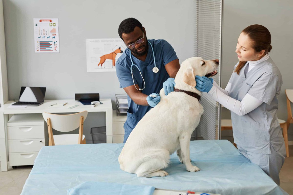 Happy World Veterinary Day! Today, let's honor and celebrate the veterinarians and animal care professionals who dedicate their lives to improving animal health and welfare. Their compassion and expertise make a profound impact on our communities, ensuring that the animals we
