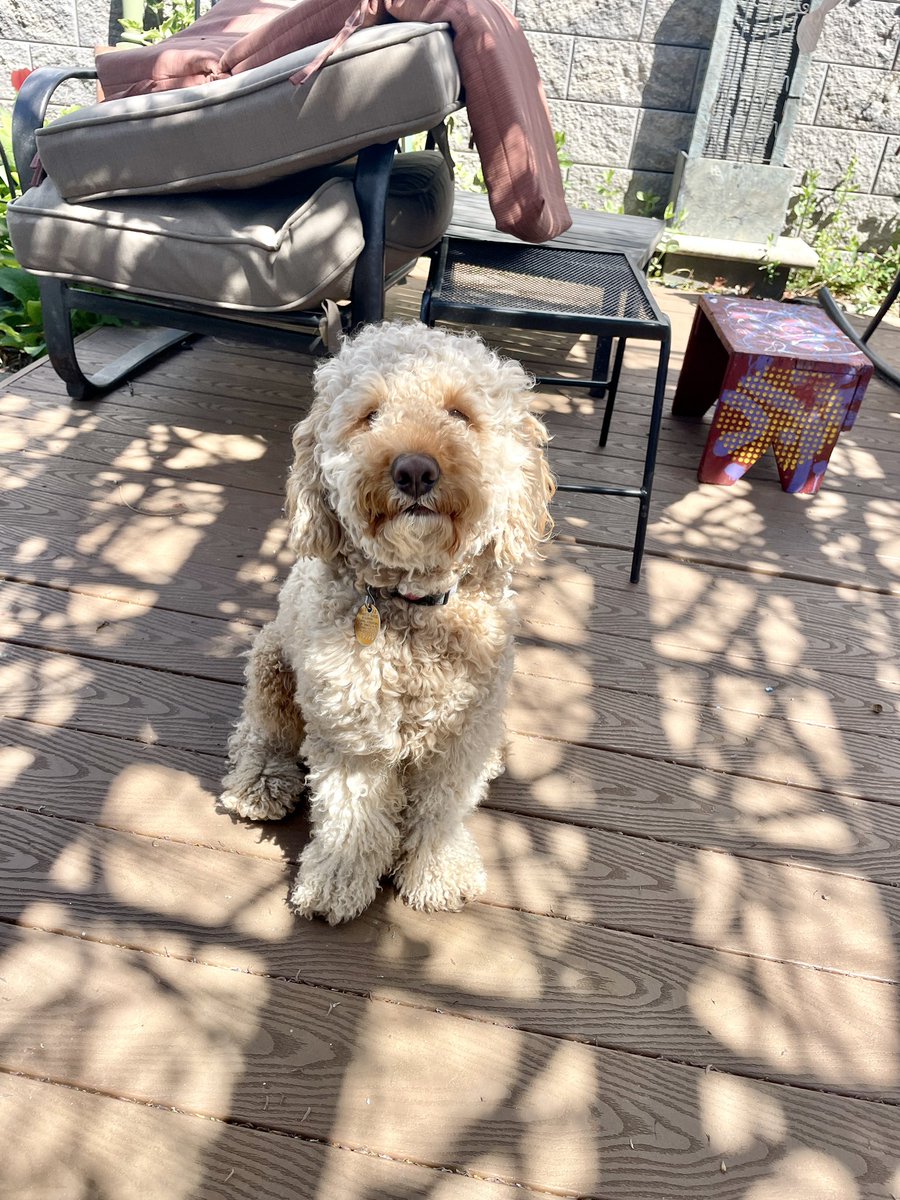 Today’s the kind of day where you feel like you’re always being watched…😒😯🐾

#DogsInCars #Doggy #MiniGoldenDoodle #dogsupervisor #KikoDelaFuenteCampbell #MiniGoldenDoodle #Dog #Puppy #FluffyPuppy #Furball #Fluffpuppet #BeautifulPuppy #DoggyBoots #SleepingPuppy #SleepingDog