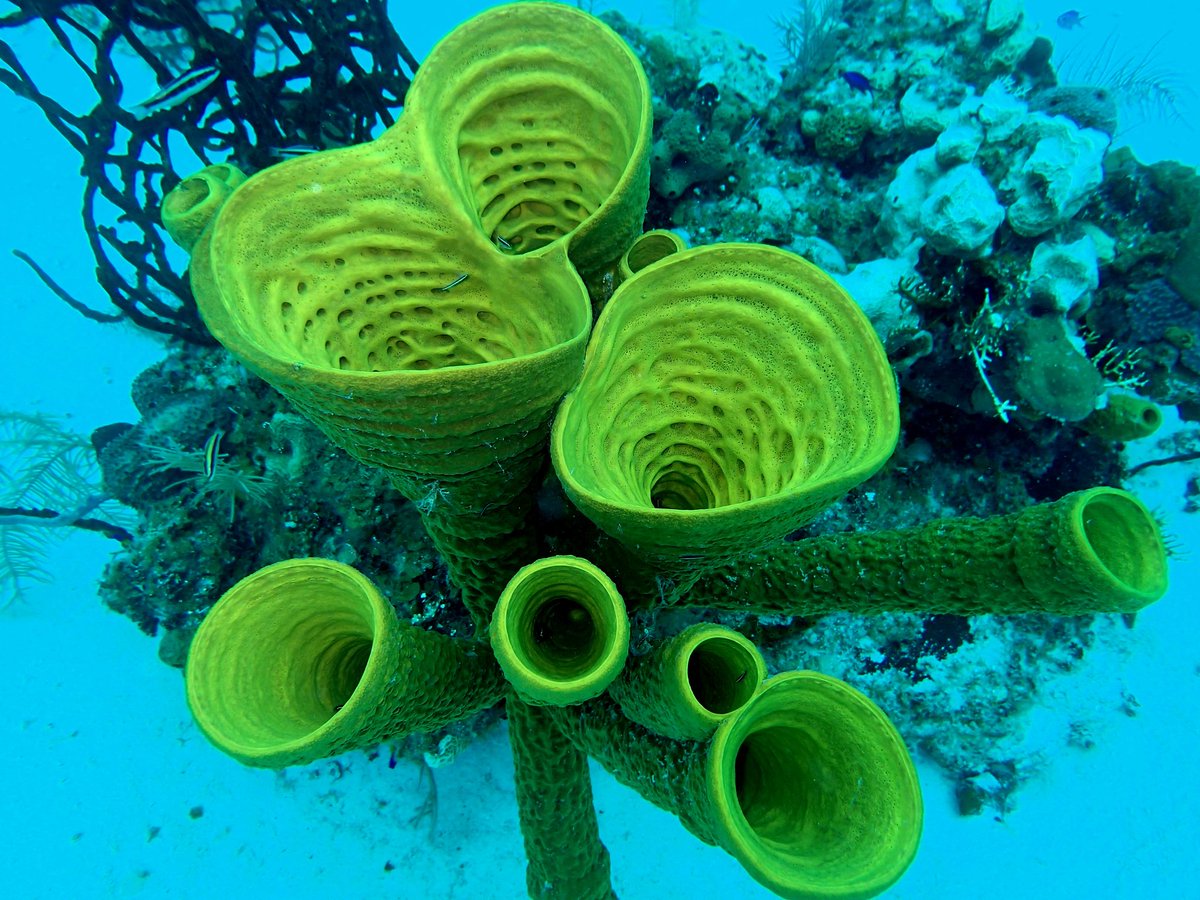 Yellow tube sponge (2012)