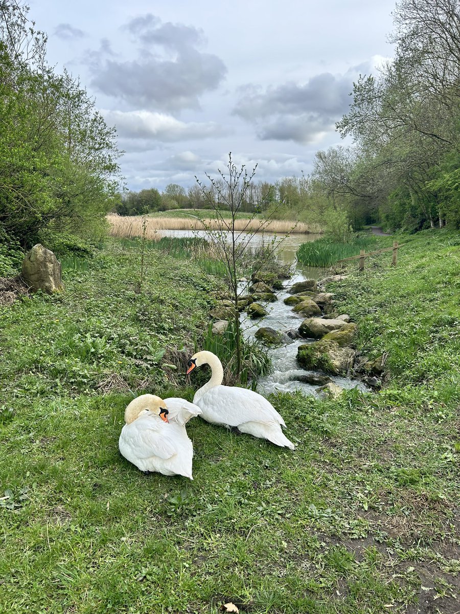 Swans glide by the stream,  
Feathers kiss the glassy flow,  
Ripples fade to calm.  

#DailyHaiku 🦢