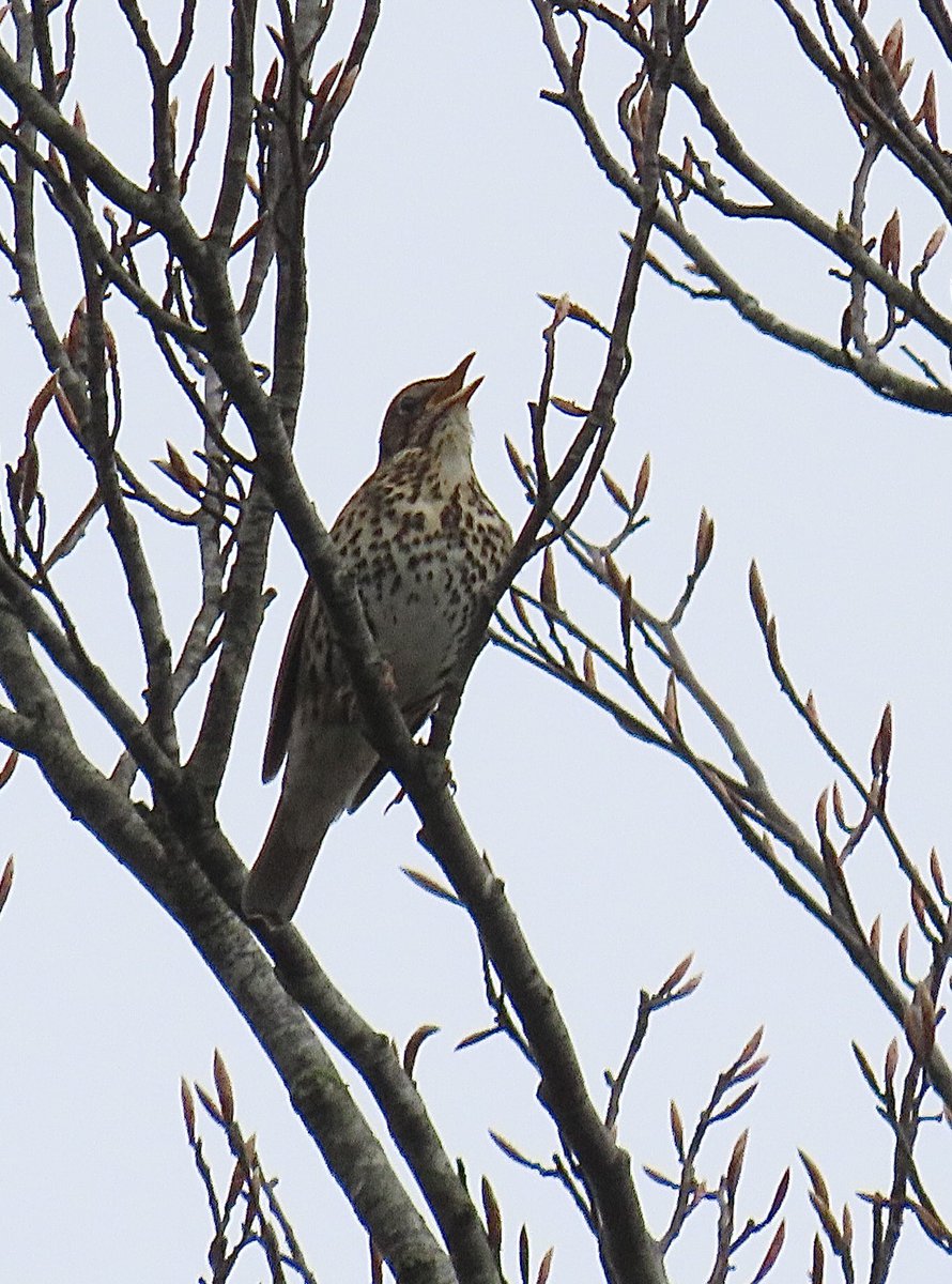 Mayfieldbirder tweet picture