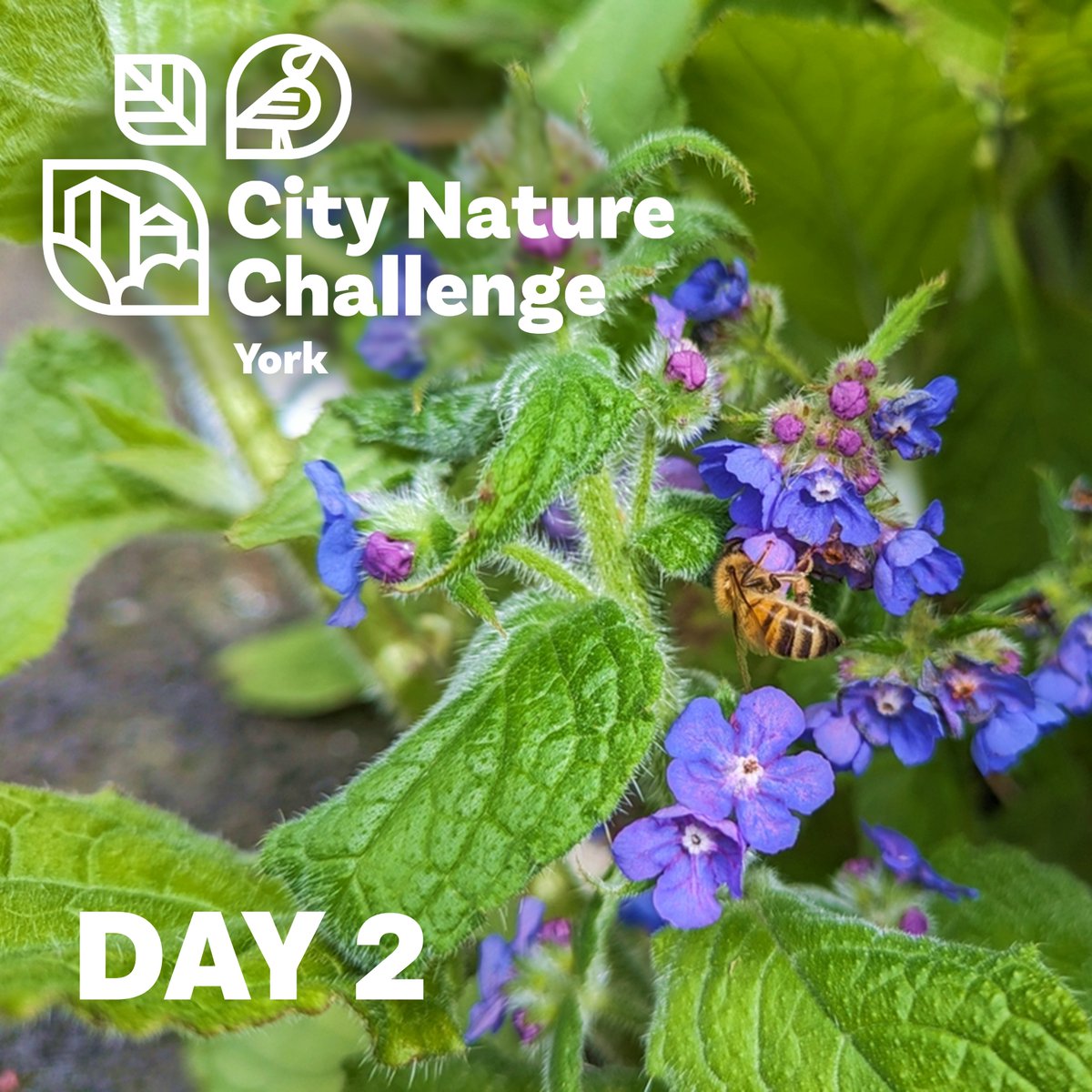 It's the end of day 2, and York has shot up in the #citynaturechallenge2024 rankings! We are now first place with the most observations and species recorded in the UK so far!🐝Let's extend our lead!