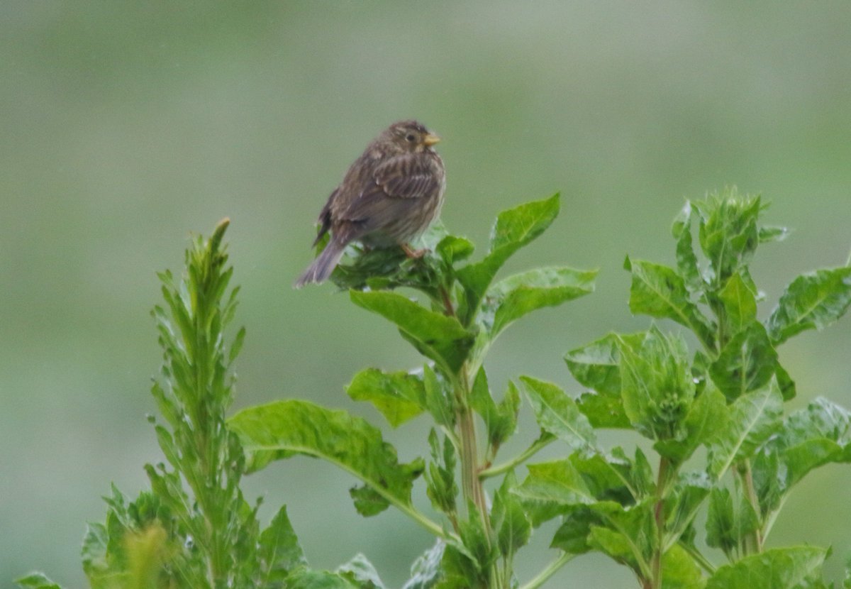 westldnbirder tweet picture