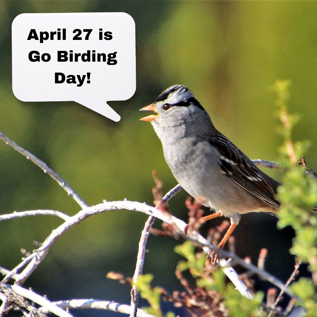 April 27 is National Go birding Day! 200+ species have been spotted in the Las Vegas Wash. SNWA biologists monitor birds in both the Wash and Warm Springs Natural Area. Each plays a crucial role in providing a safe habitat for migratory birds. Learn more: lvwash.org/plants-and-wil…