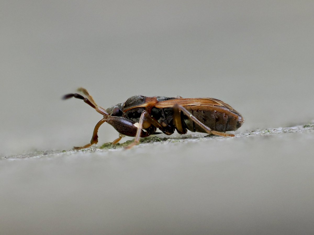 Here’s a little bug seen a couple of weeks ago. One of the Scolopostethus species we think, but we know not which one. #FencePostWildlife #bugs