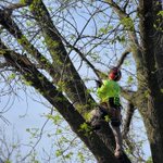 Photo by Rootedtreespecialists (@Rootedtreeomaha)