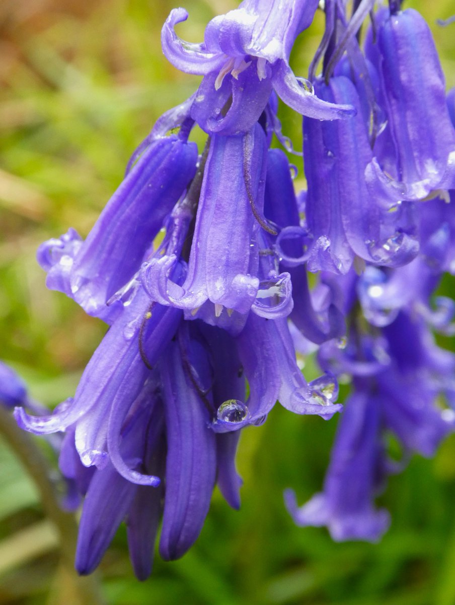Raindrops on bluebells💜💙💜 I love the old name for them of 'cuckoo's boots' & the #folklore that they were rung to summon fairy gatherings💙 25-50% of the world's #bluebells are found in the UK #FolkloreSunday