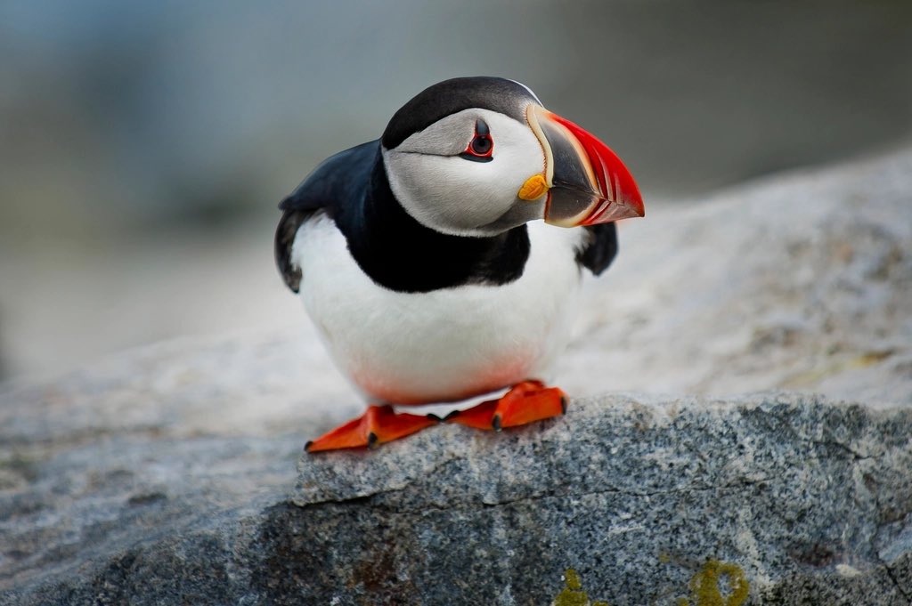 How low can you go? #puffins