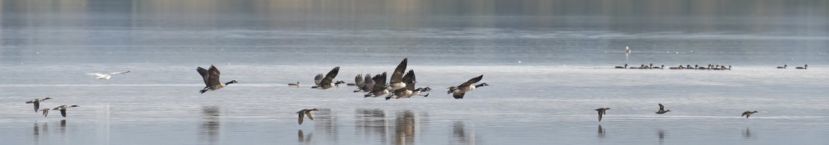 A panorama for a change @MontroseBasin Canada geese, Goosander, Mallard and if anyone can guess the shank? #Panorama #panophotos #wildlifepano #basinlife #wildlifephotography #TwitterNatureCommunity #birdwatching #waders #lovewhereyoulive