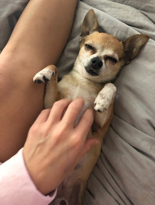 Just got news that Jax has a cancer Lump in his back thigh. We&rsquo;re still doing tests to see if it&rsquo;s spread