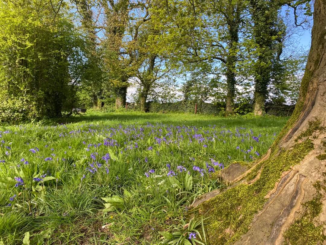 Native bluebells out in back lawn where some cattle are grazing. 
#Mountbriscoeorgaincefarm
#wildflowrers #nativeflowers #nativebluebells  #suatainablefarming
#VisitOffaly