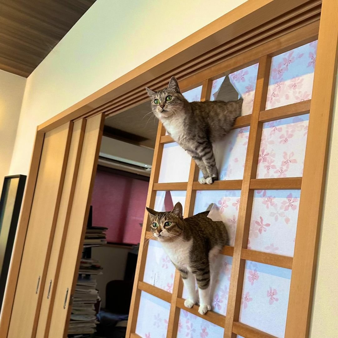 *a can opens within 5 miles*