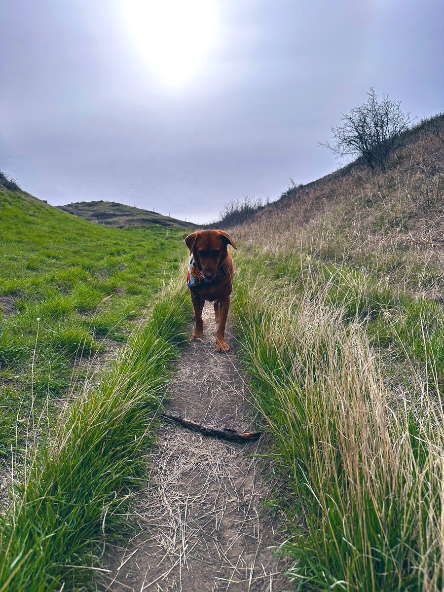 steveplusc's tweet image. Anyone else’s dog try to place fetch the entire run?