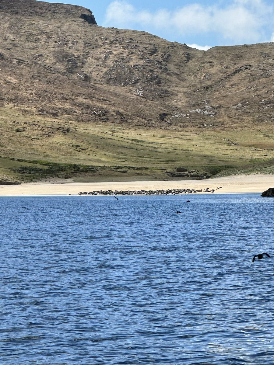 UistSeaTours's tweet photo. 1st Mingulay trip of the season done &amp; the wildlife must have been missing us as we had risso dolphins, harbour porpoise, minke whale, seals on the beach &amp; the puffins are back too. 

Looks like a good week of weather coming up, ideal if you’d like to get out on the sea with us. https://t.co/nRVS7sppTQ