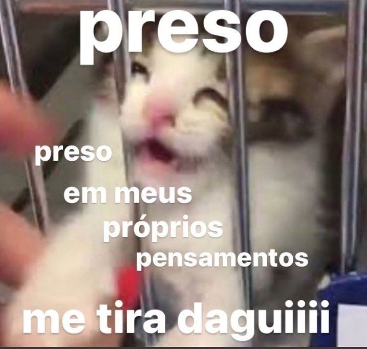 perfil dedicado a gatinhos e peitos (@odeiootaco) on Twitter photo 