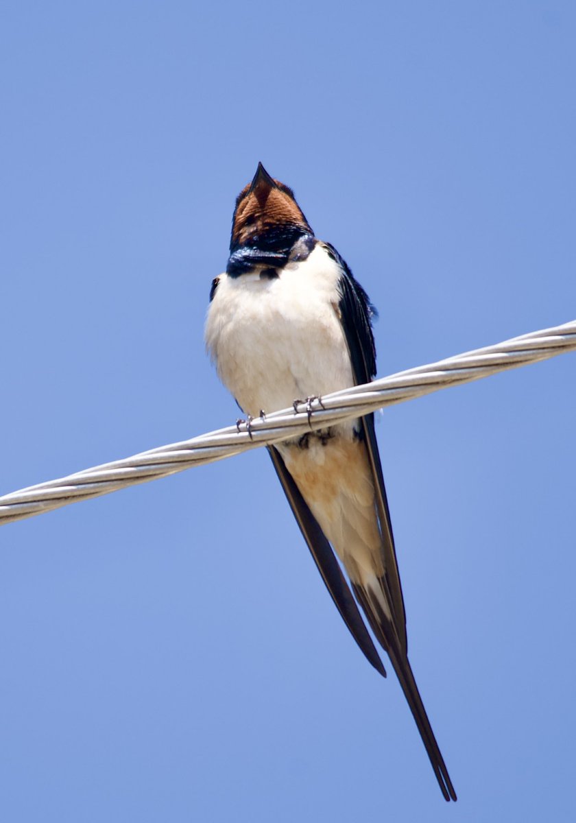 Barn swallow - Hirundo rustica - Kır kırlangıcı 

#birdphotography #birdwatching #BirdsSeenIn2024 #BirdsOfX #nature撮影会 #naturelovers #birding #gardenphotography #NaturePhotography #naturetherapy #Sigmaライバー #wildlifephotography #nikonphotography #nikonz6ii #hangitür