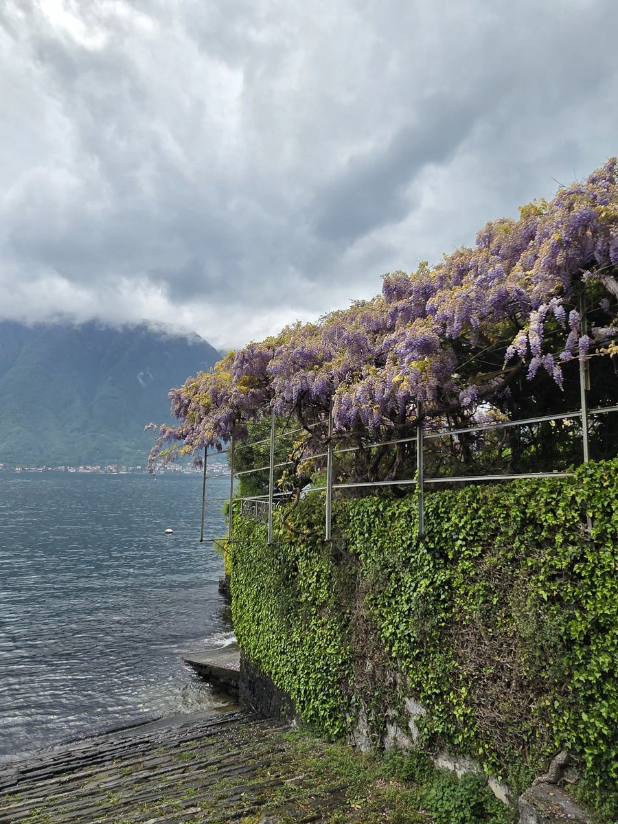 They really love their wisteria around these parts. #LakeComo