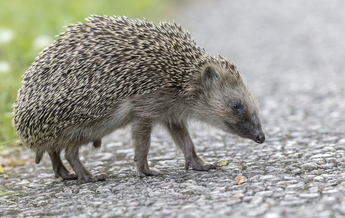 karits.eu/index.php/2024…
#EuropeanHedgehog #ErinaceusEuropaeus #HedgehogPhotography #NaturePhotography #WildlifePhotography #NatureLovers #Wildlife #WildlifeAddicts #HedgehogsOfInstagram #WildlifeWatching #Nature #Zoology #HedgehogSofig #InstaHedgehogs #NatureShots