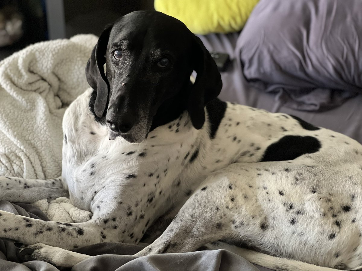 @SassyKadiK Joining the coonhound/pointer mix party with this handsome boy who gave me 14 years of puppy bliss and I miss him everyday #oden